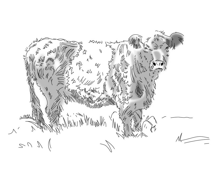 Cow-After